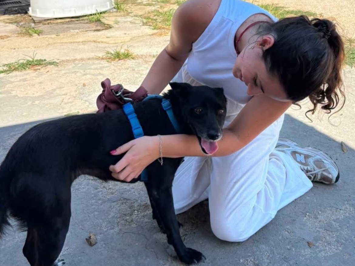 Adotta il cane Lilly a Caserta