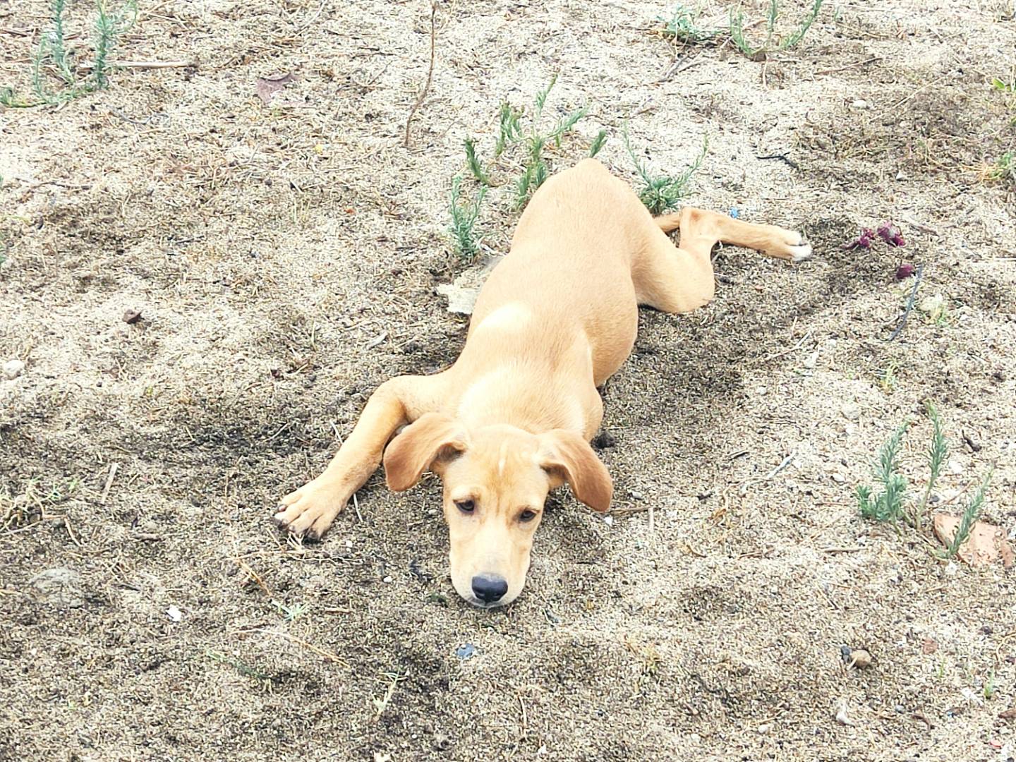 Adotta un cane, maschio, 4 mesi, Bergamo