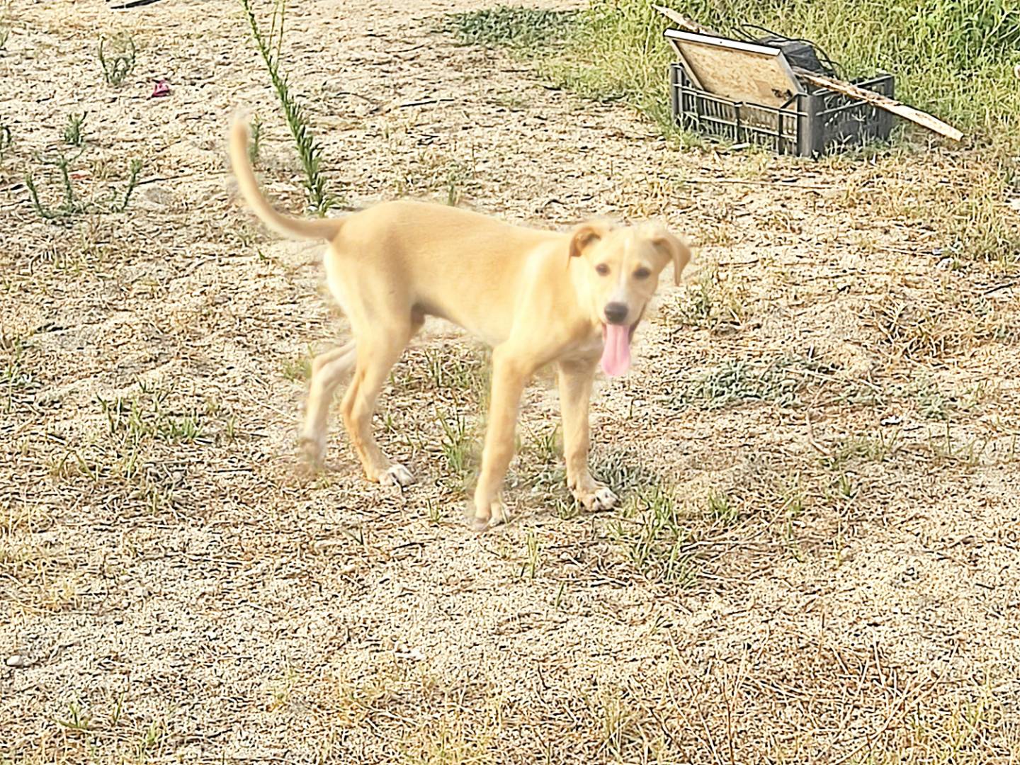 Adotta un cane, taglia media, maschio, Bergamo