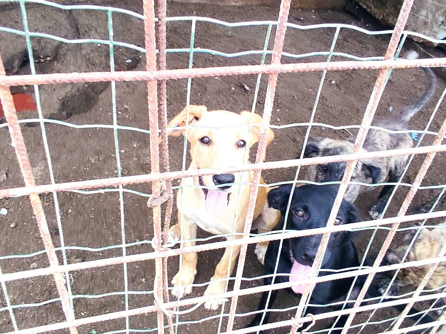 Adozione cane, maschio, Razza sconosciuta Razza sconosciuta, 4 mesi, taglia media, Bergamo