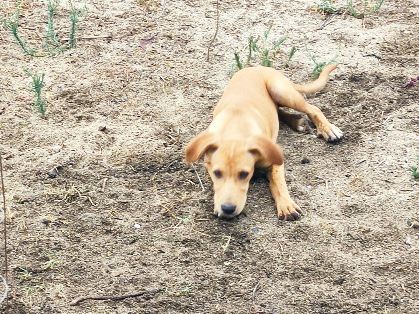 Vuoi adottare un cane a Bergamo?