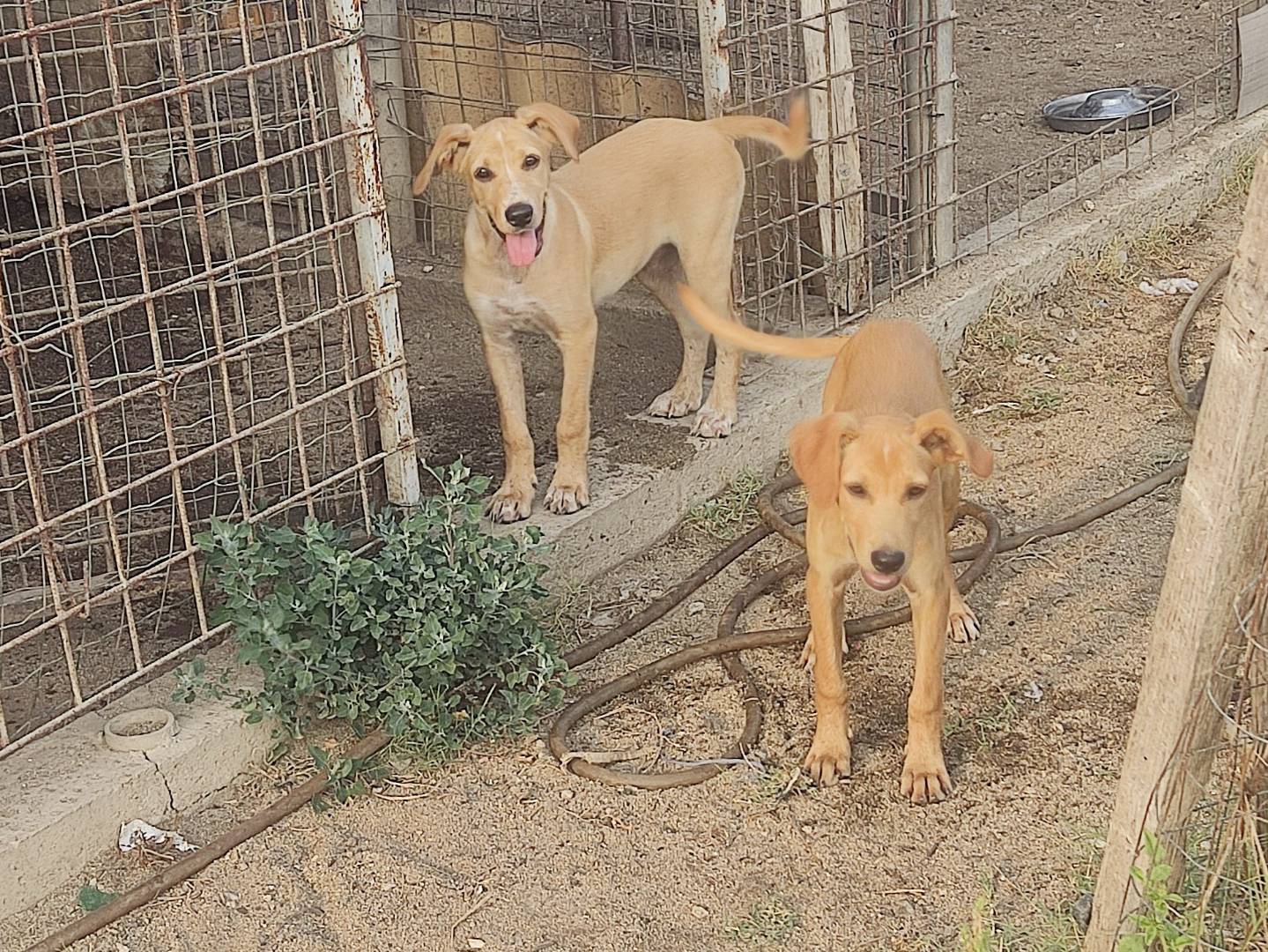 Adozione cane, maschio, Razza sconosciuta Razza sconosciuta, 4 mesi, taglia media, Firenze