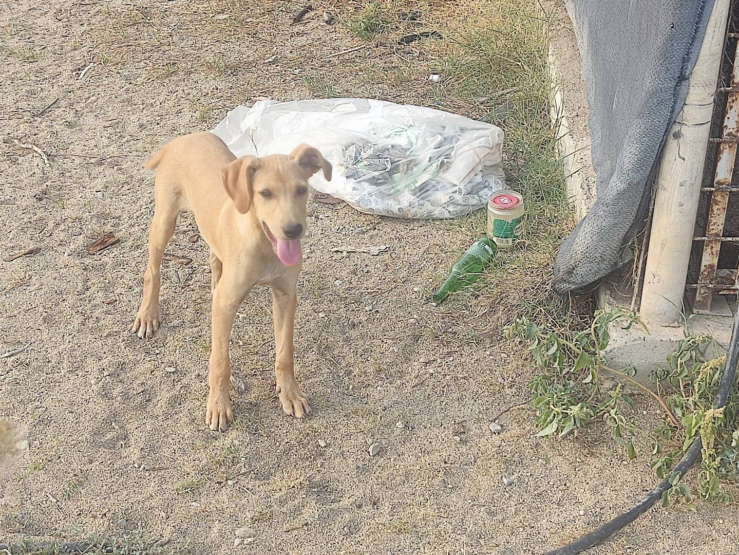 Adotta un cane, taglia media, maschio, Firenze