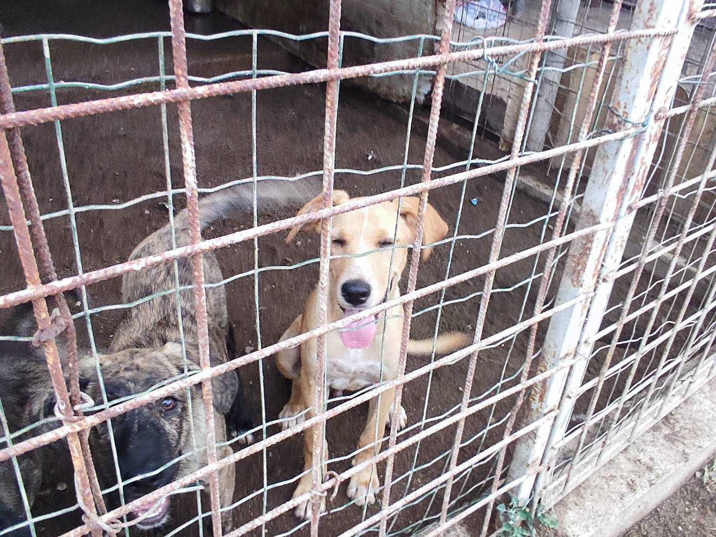 Vuoi adottare un cane a Firenze?