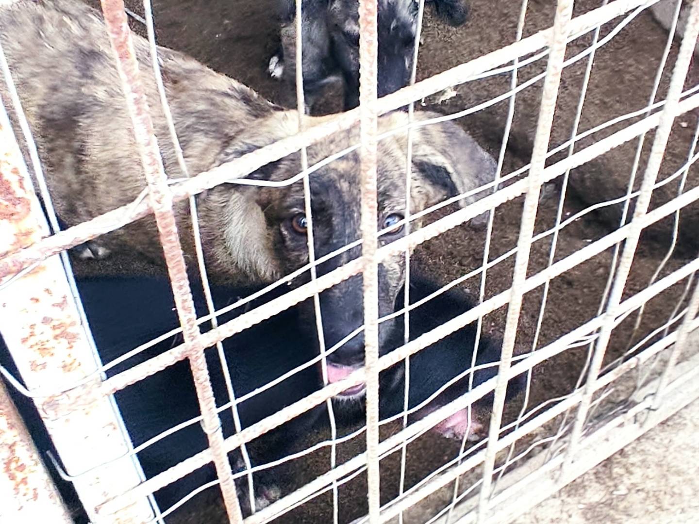 Foto 1 dell'animale