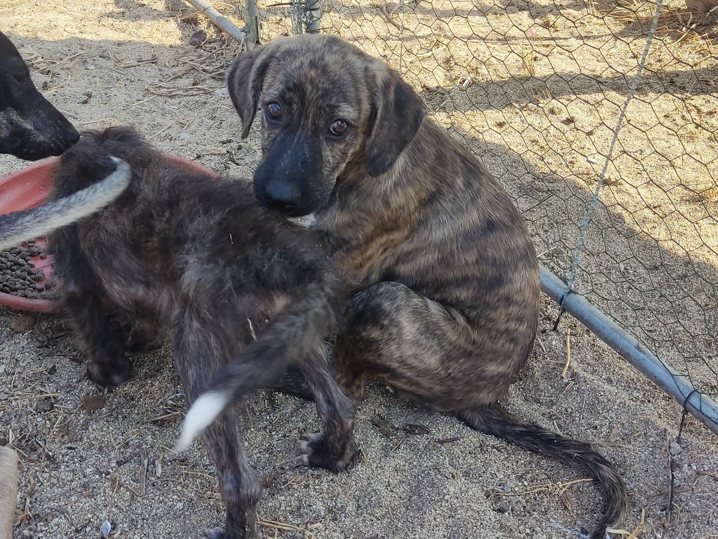 Vuoi adottare un cane a Cremona?
