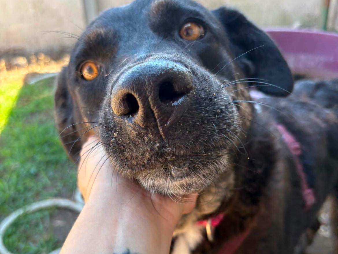 Adozione cane, femmina, Razza sconosciuta Razza sconosciuta, 5 anni e 3 mesi, taglia grande, Caserta
