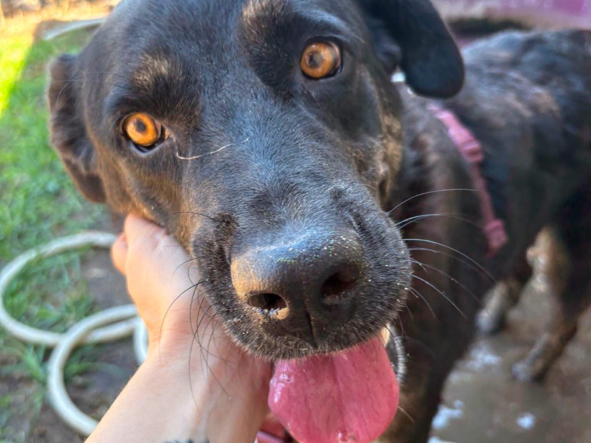 Adotta il cane Sara  a Caserta
