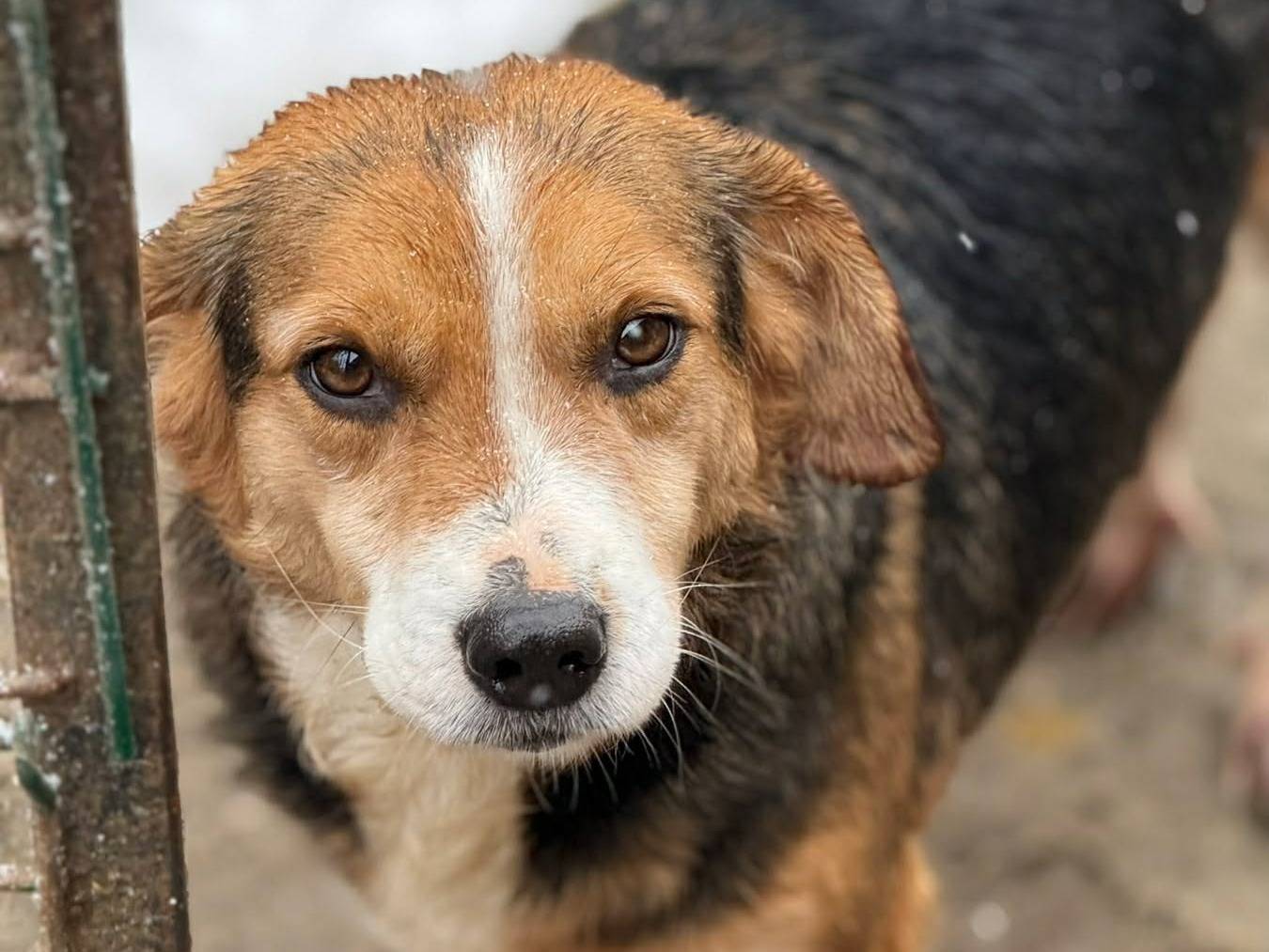 Adozione cane, maschio, Razza sconosciuta Razza sconosciuta, 7 anni e 1 mese, taglia media contenuta, Firenze