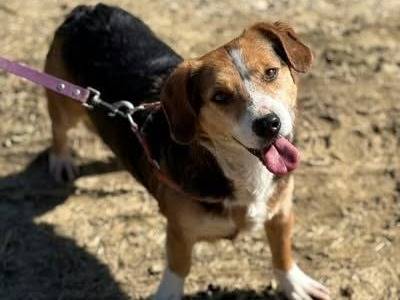 Adotta un cane, maschio, 7 anni e 1 mese, Firenze