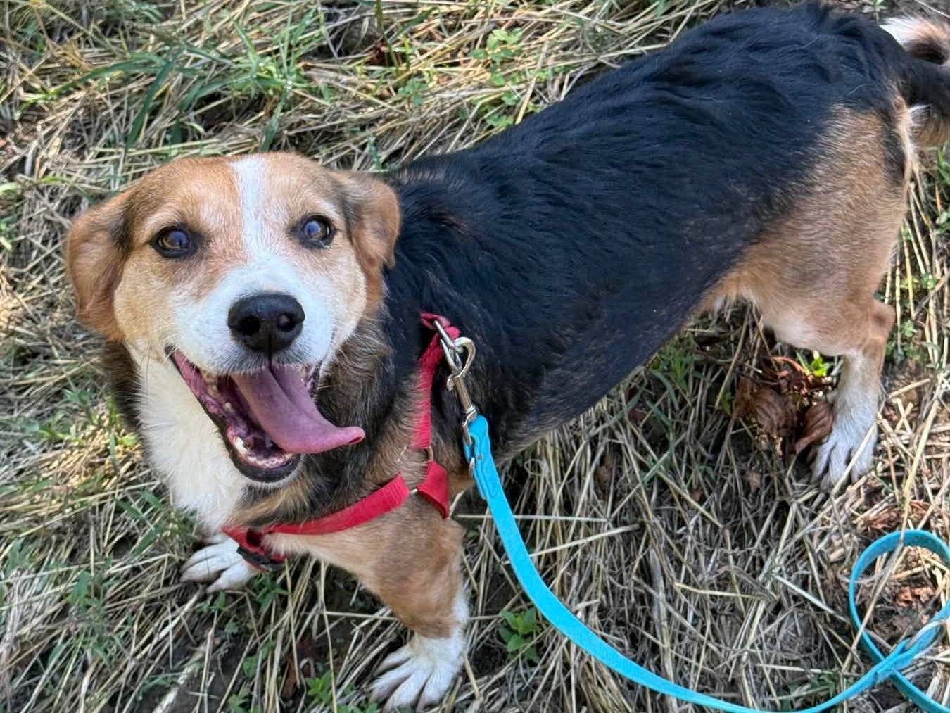 Adotta un cane, taglia media contenuta, maschio, Firenze