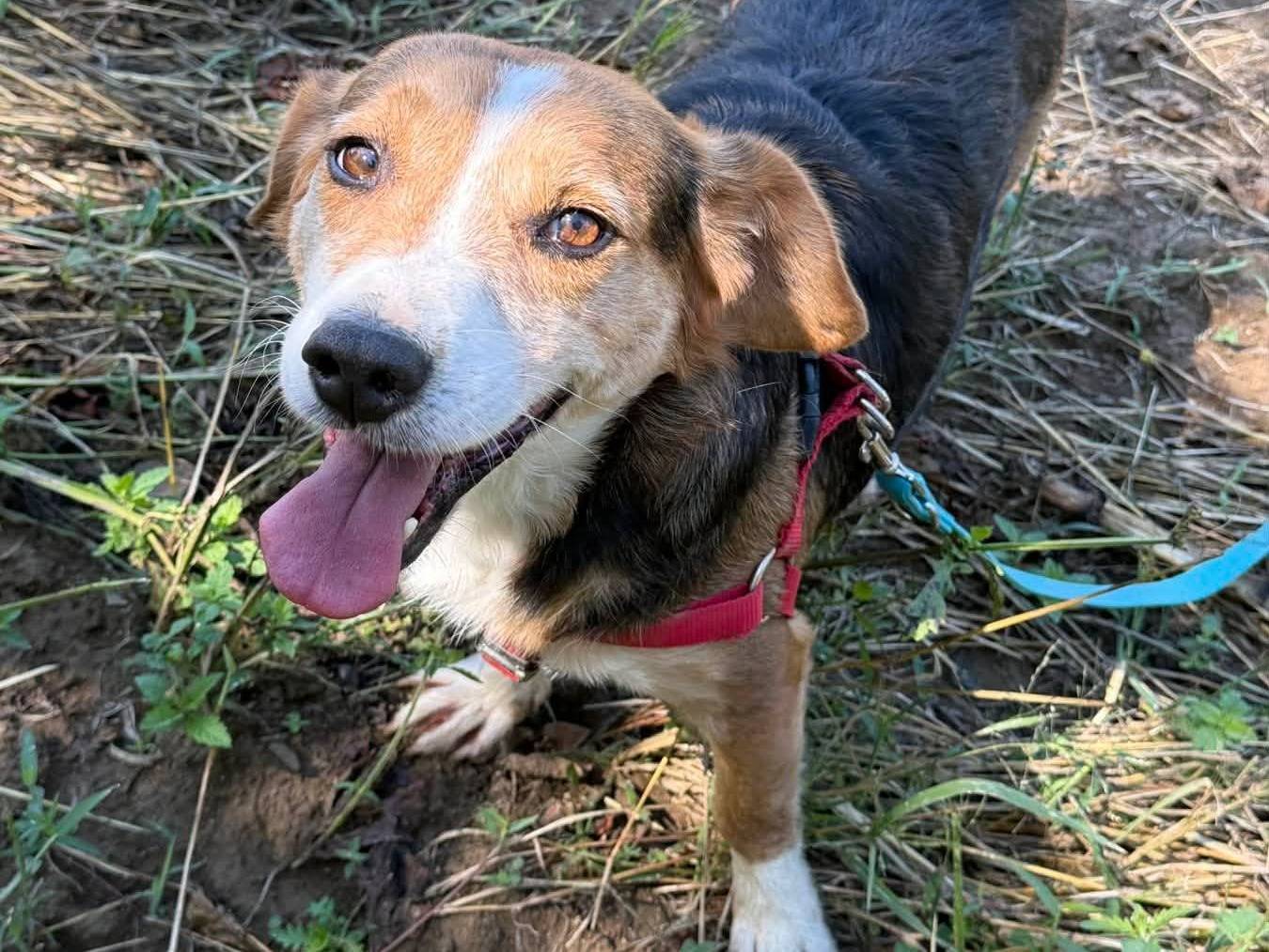 Vuoi adottare un cane a Firenze?