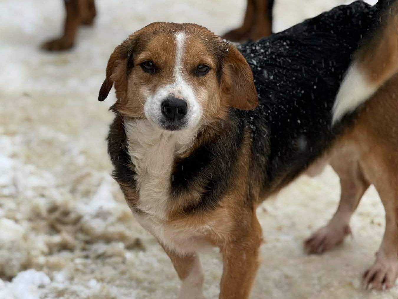 Adotta il cane BIGGY a Firenze