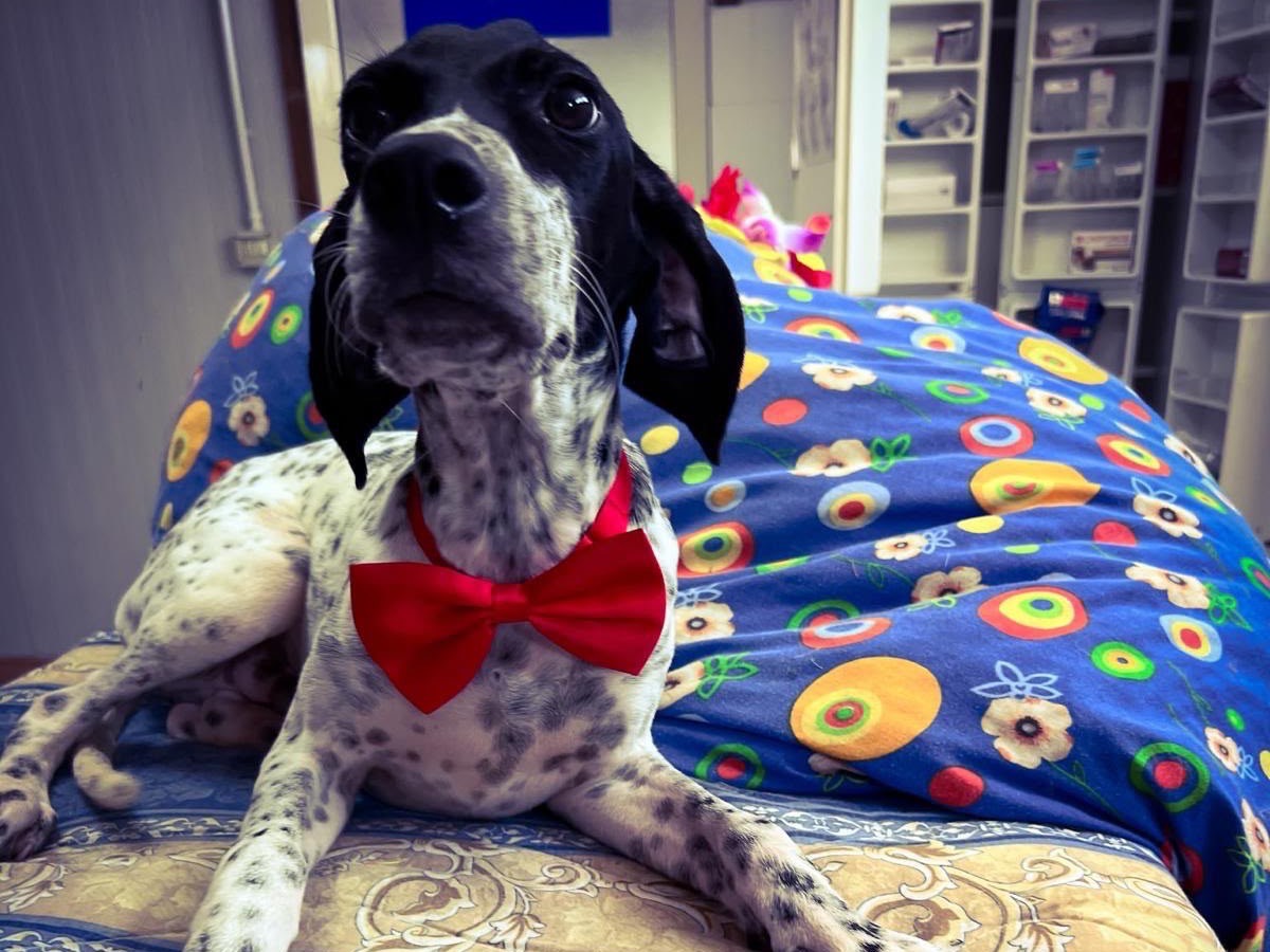 Adotta un cane, taglia media, maschio, Napoli