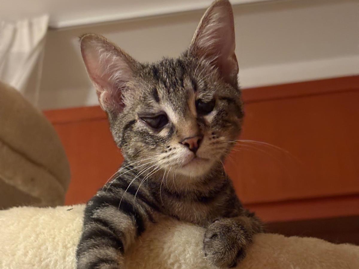Adozione gatto, maschio, British Shorthair  Razza sconosciuta, 4 mesi, taglia non valida, Siracusa