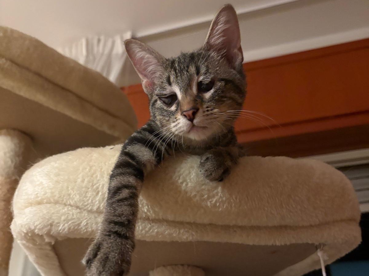 Vuoi adottare un gatto a Siracusa?