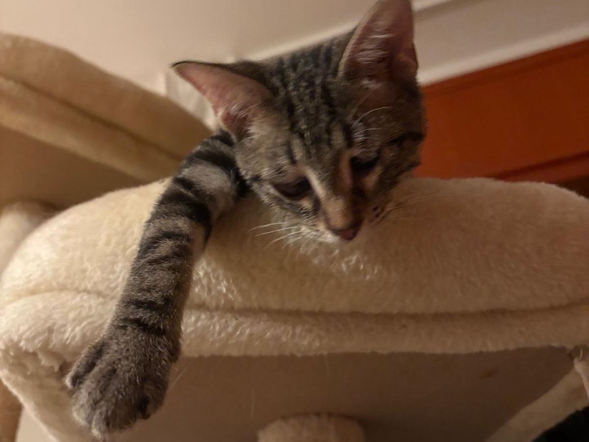 Adotta un gatto, maschio, 4 mesi, Siracusa
