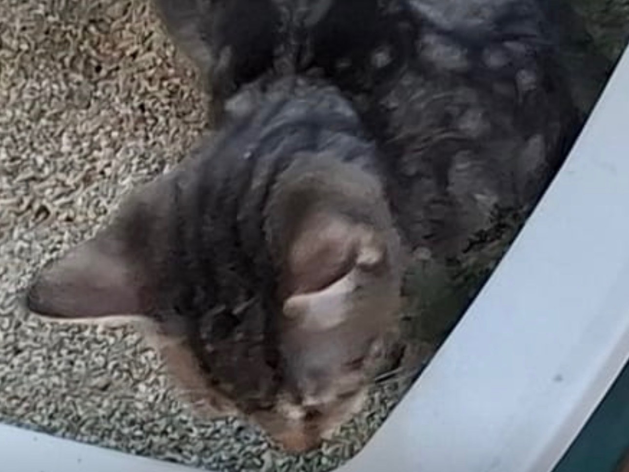 Adotta un gatto, taglia non valida, maschio, Siracusa