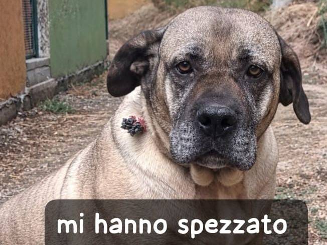 Adozione cane, femmina, Corso Razza sconosciuta, 5 anni e 1 mese, taglia grande, Asti