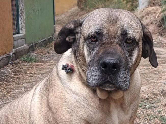 Adotta un cane, femmina, 5 anni e 1 mese, Asti