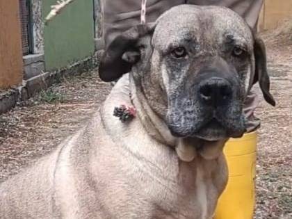Adotta un cane, taglia grande, femmina, Asti