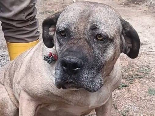 Vuoi adottare un cane a Asti?