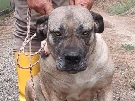 Adotta il cane Dea a Asti