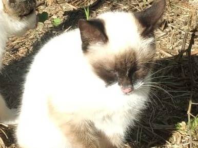 Adotta un gatto, maschio, 2 anni e 10 mesi, Genova