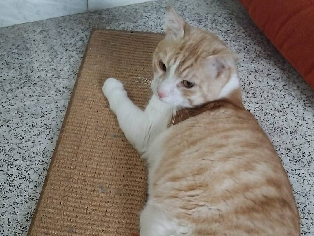 Adotta un gatto, taglia non valida, maschio, Varese