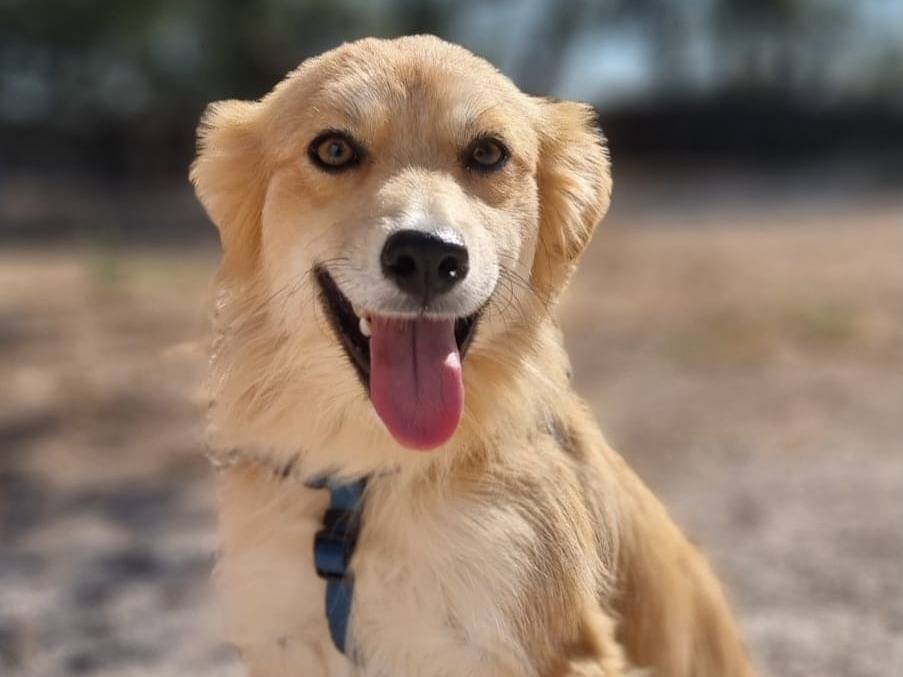 Adozione cane, femmina, Razza sconosciuta Razza sconosciuta, 1 anno, taglia piccola, Taranto