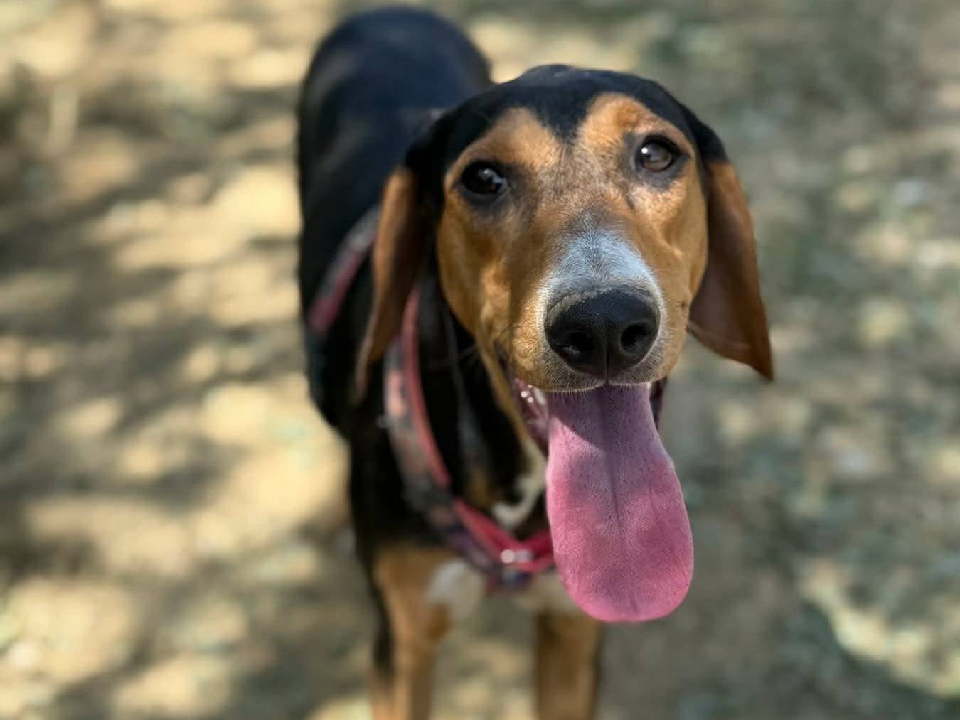 Adotta un cane, taglia media, femmina, Firenze