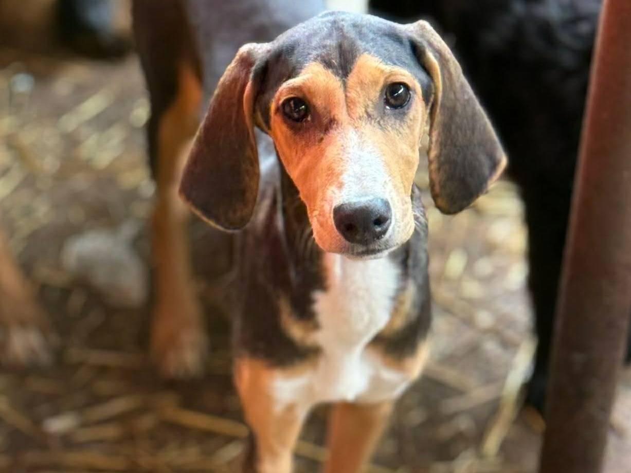Vuoi adottare un cane a Firenze?