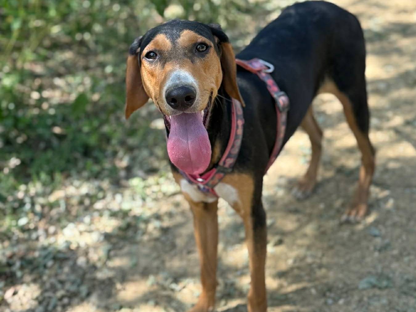 Adotta il cane LUBJICA a Firenze