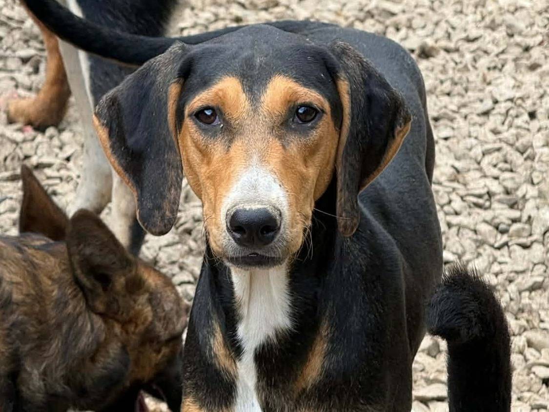 Adotta un cane, femmina, 7 mesi, Firenze