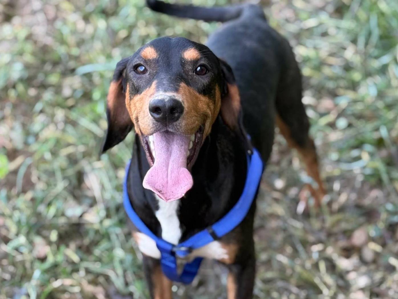 Adozione cane, maschio, Razza sconosciuta Razza sconosciuta, 7 mesi, taglia media, Firenze