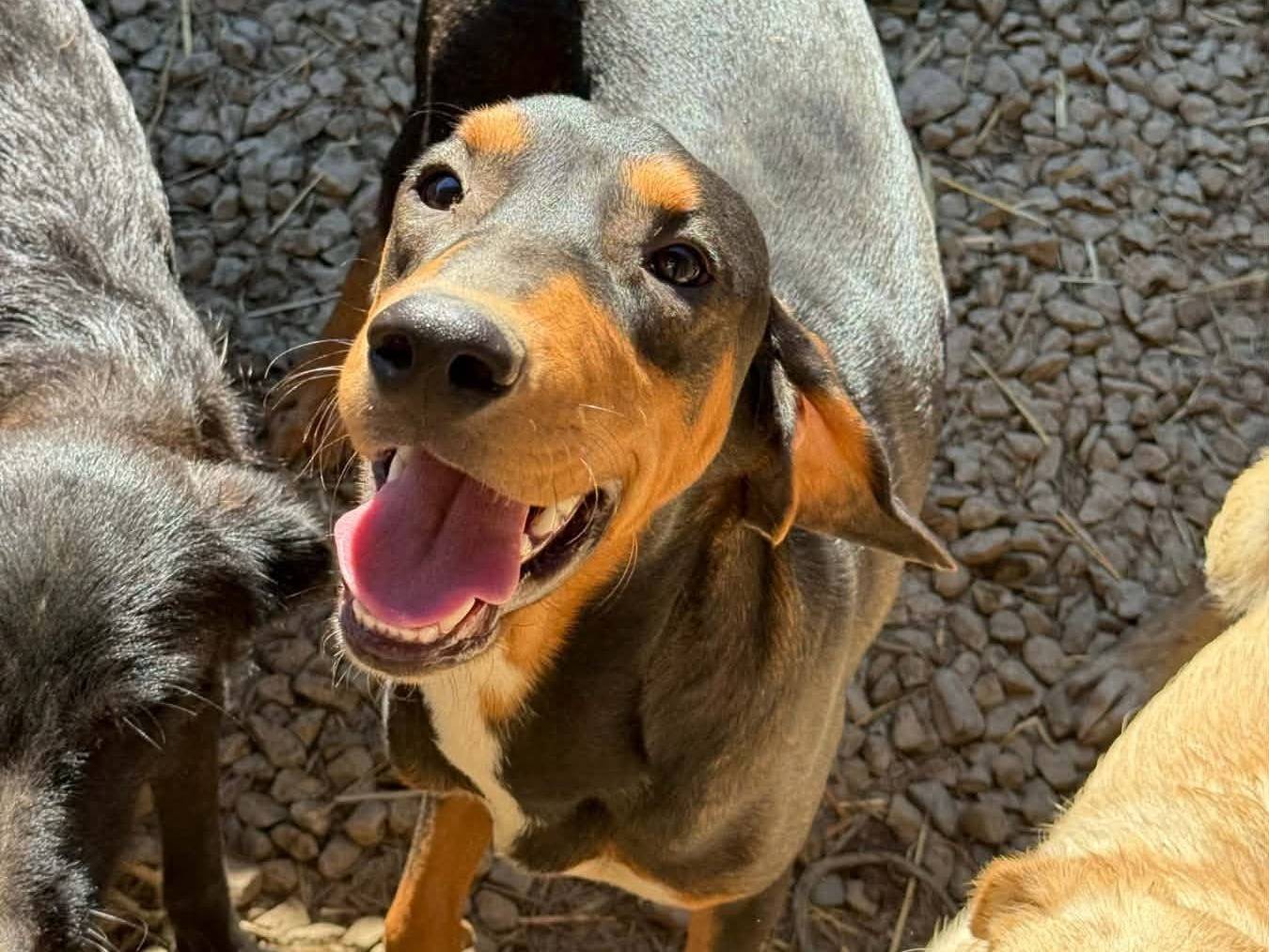 Vuoi adottare un cane a Firenze?