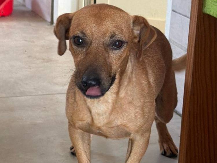 Adozione cane, maschio, Razza sconosciuta Razza sconosciuta, 1 anno e 7 mesi, taglia piccola, Crotone