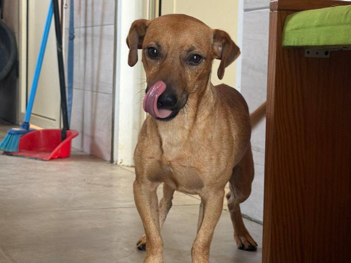Adotta un cane, maschio, 1 anno e 7 mesi, Crotone