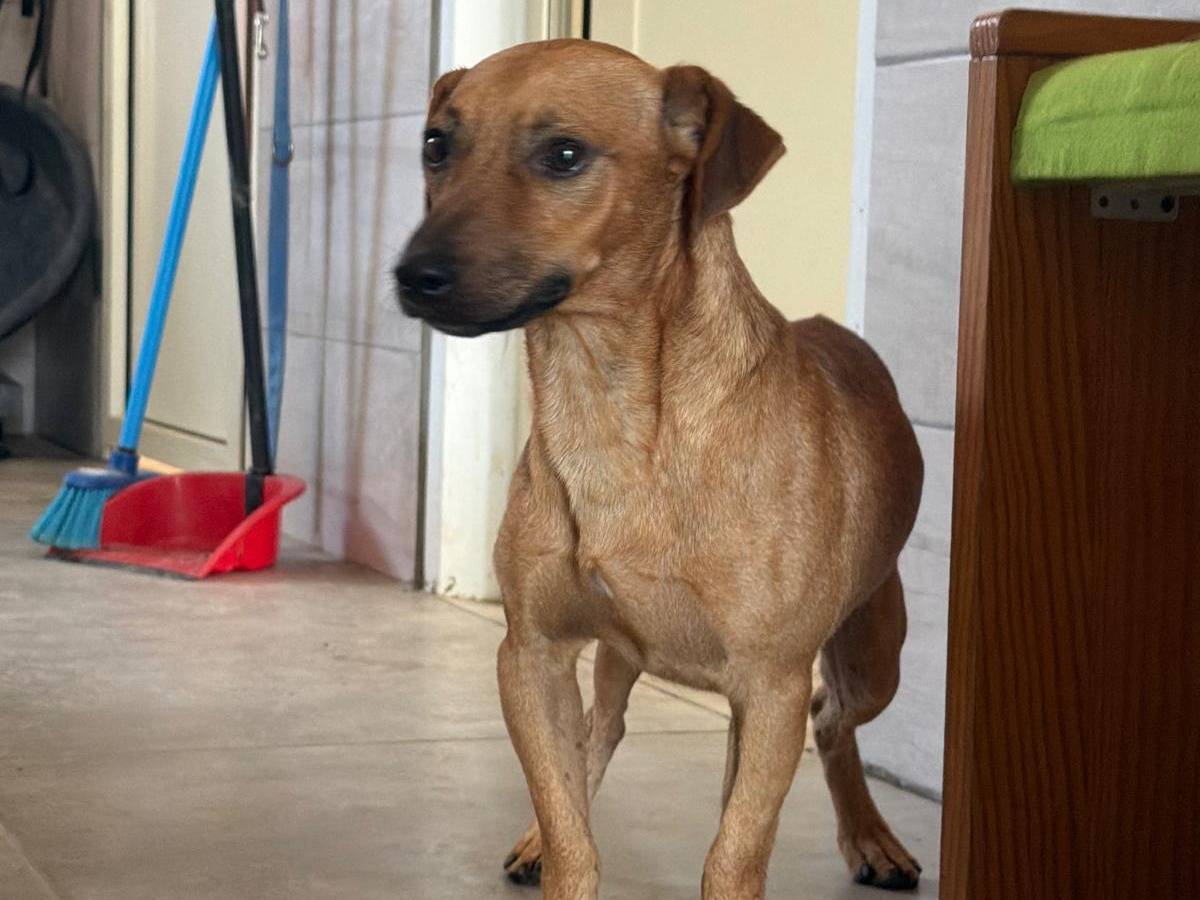 Adotta un cane, taglia piccola, maschio, Crotone