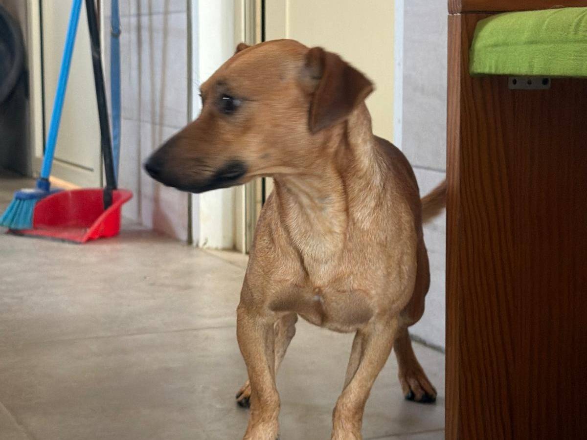 Vuoi adottare un cane a Crotone?
