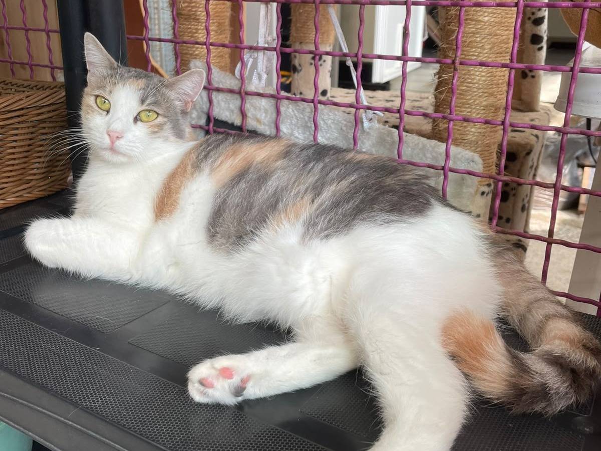 Adotta un gatto, taglia non valida, femmina, Milano