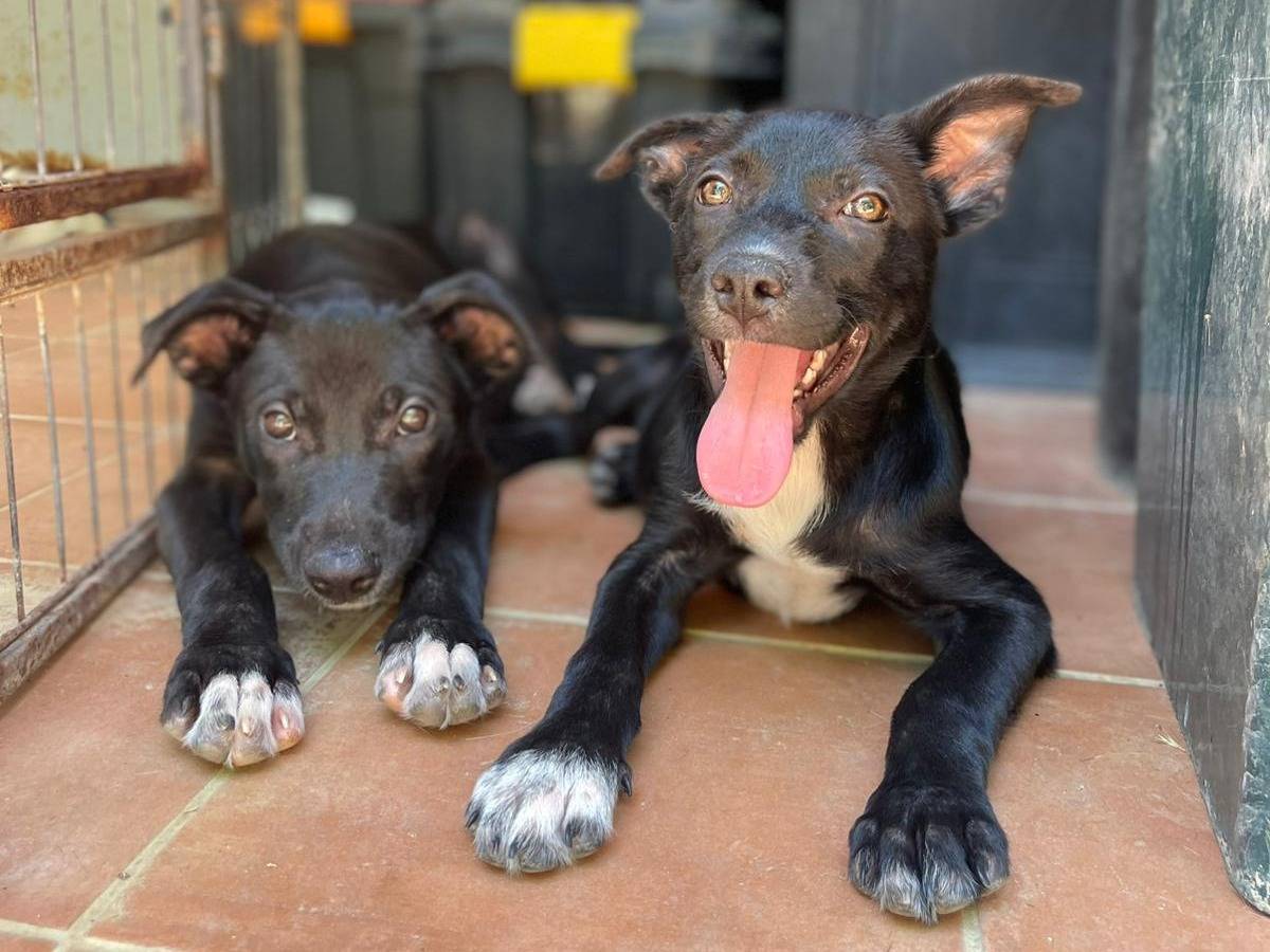 Vuoi adottare un cane a Trapani?
