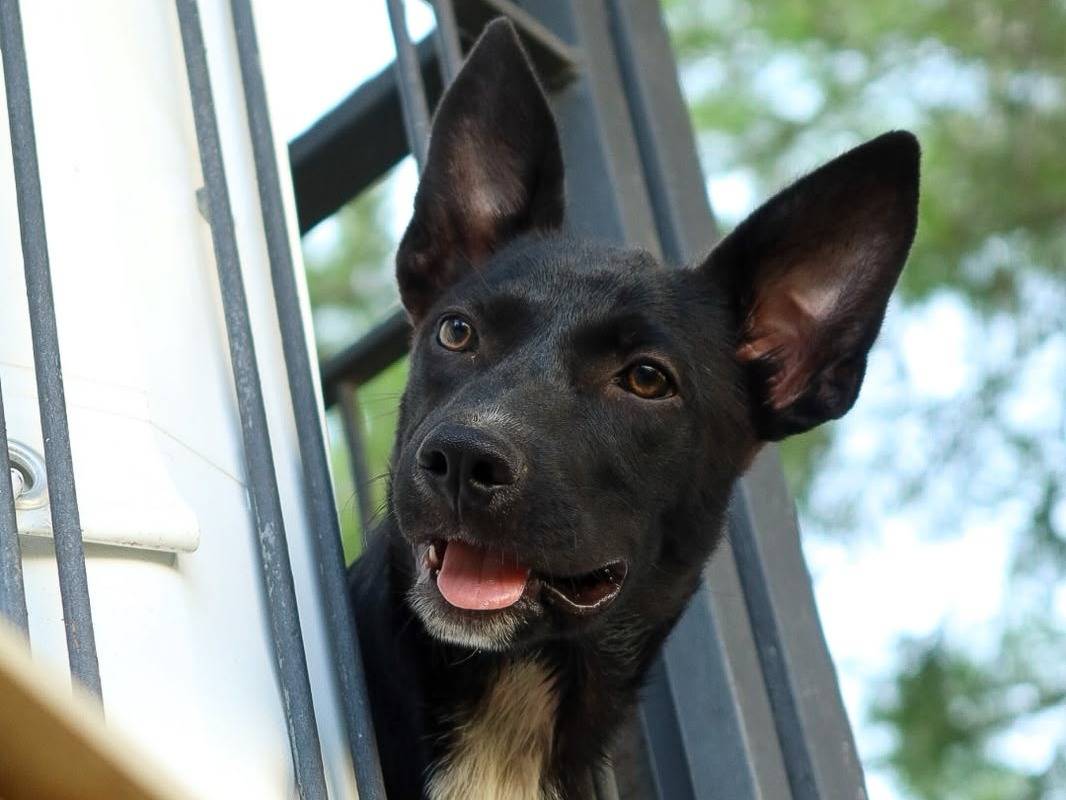 Adotta il cane Aaron a Trapani