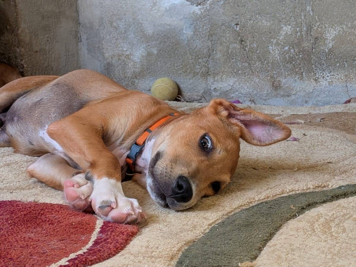 Vuoi adottare un cane a Trapani?