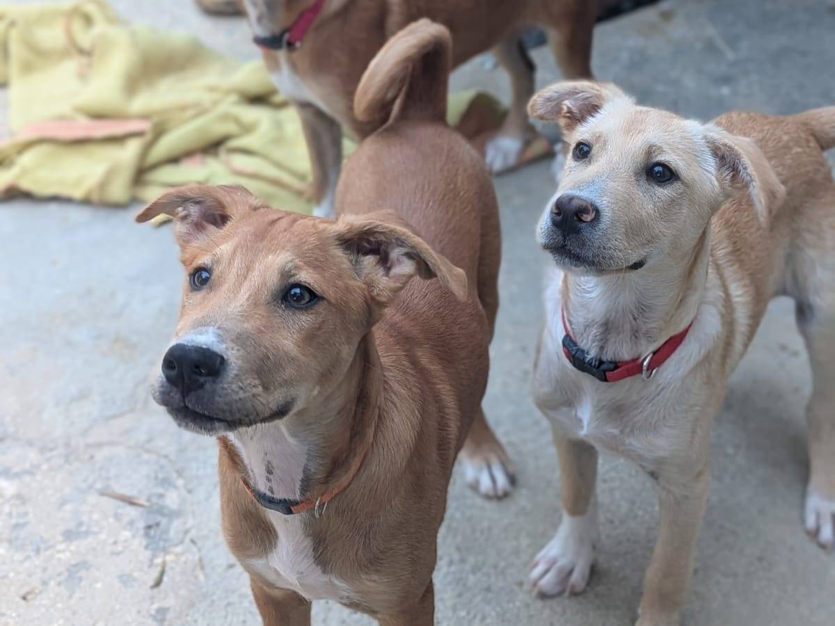 Adotta il cane Bob a Trapani