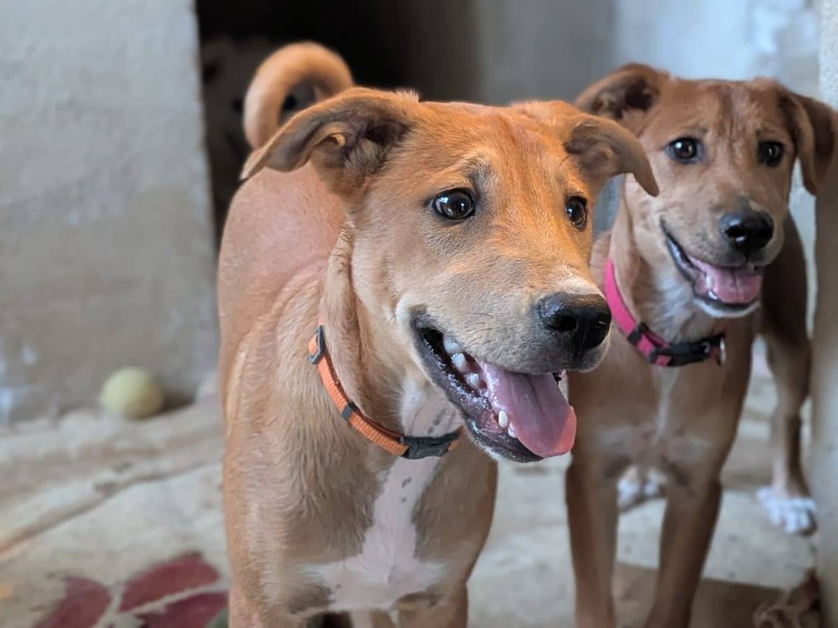 Vuoi adottare un cane a Trapani?