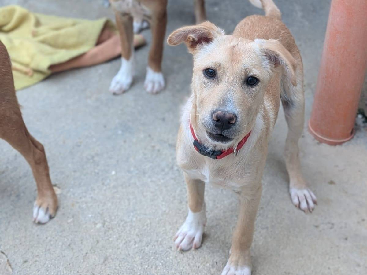 Vuoi adottare un cane a Trapani?