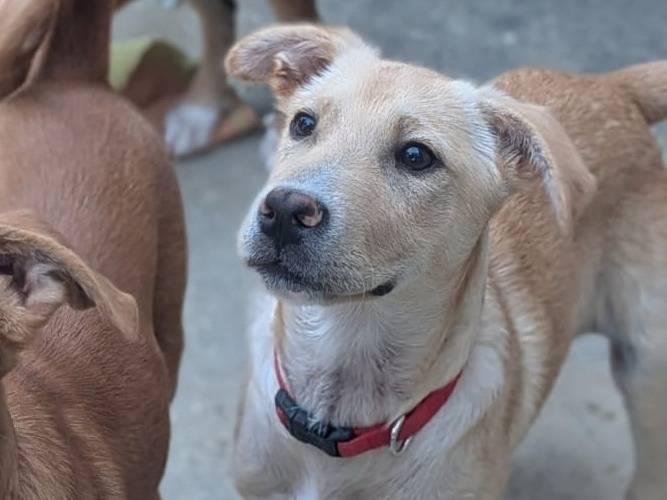 Adotta il cane Miele a Trapani