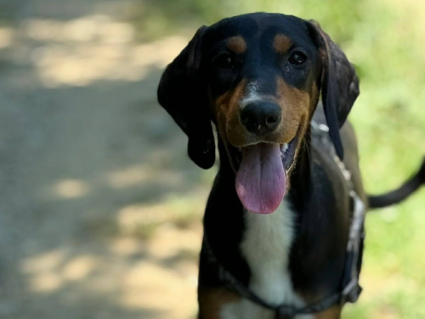 Adotta un cane, taglia media contenuta, femmina, Firenze