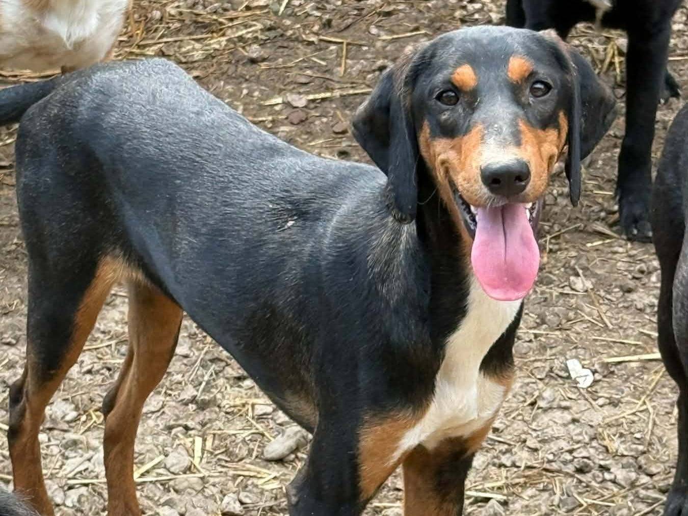 Vuoi adottare un cane a Firenze?
